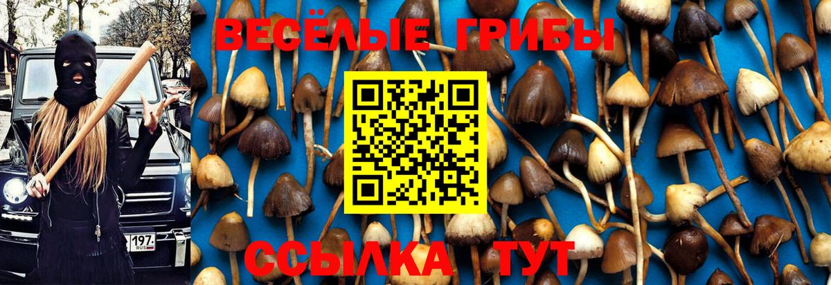 Галлюциногенные грибы Cubensis Темрюк